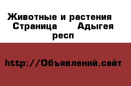  Животные и растения - Страница 11 . Адыгея респ.